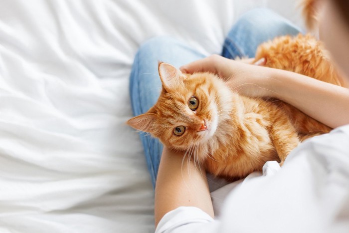 飼い主の膝の上で幸せそうな猫