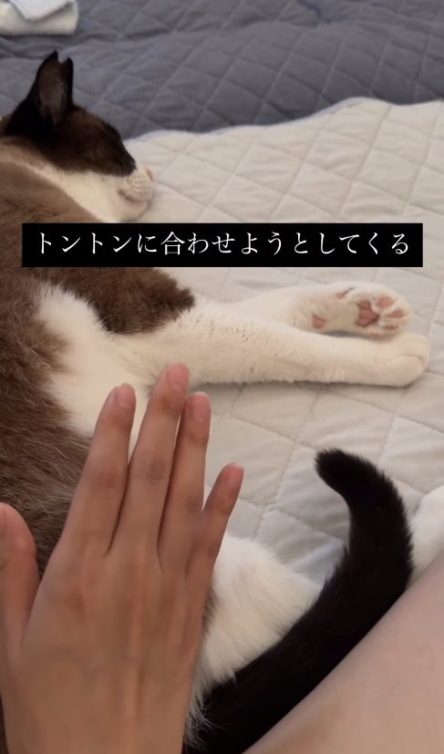 横たわっている猫とお尻の近くて手をあげている飼い主(尻尾を鋭角気味に曲げて上げている)