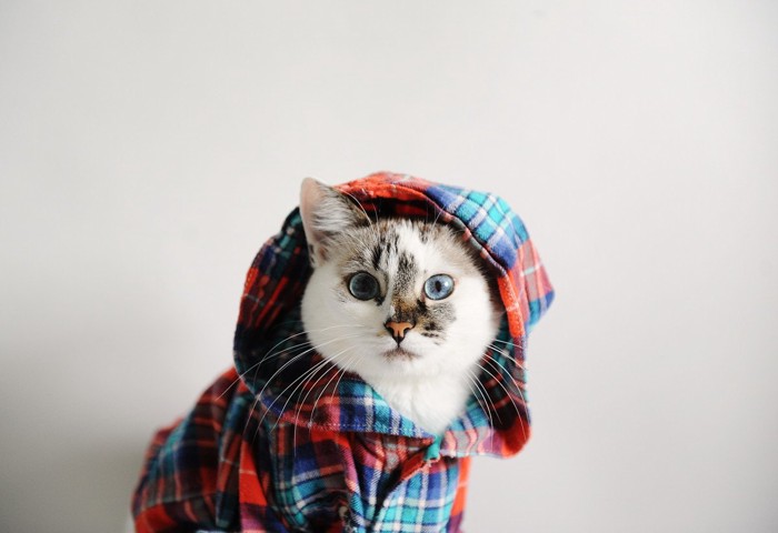 フードのついた服を着てこちらを見る猫