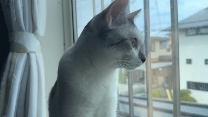 外を見る猫
