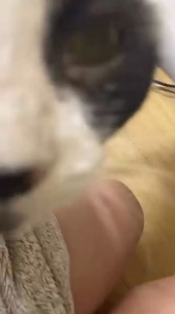 女性に近づいて喉を鳴らす猫