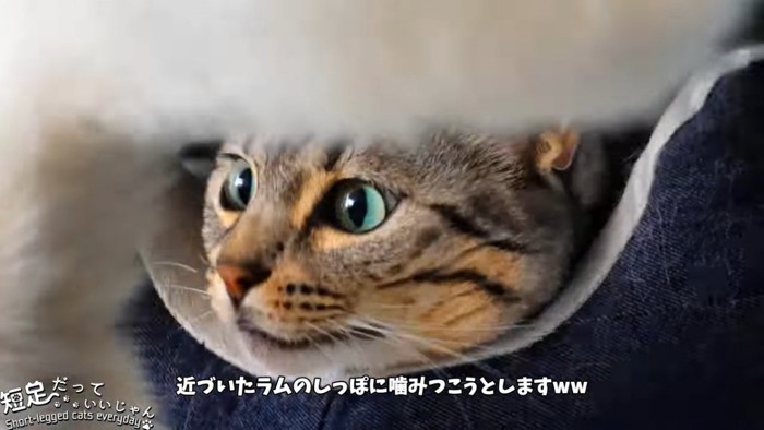 白猫のしっぽを見るベッドに入った猫