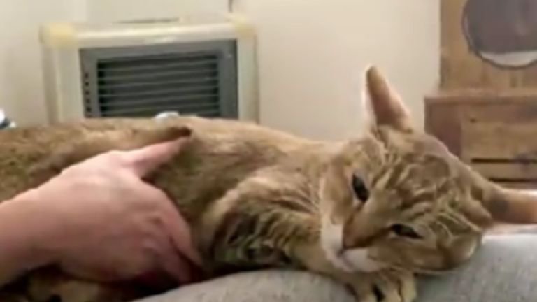 膝の上で眠る猫