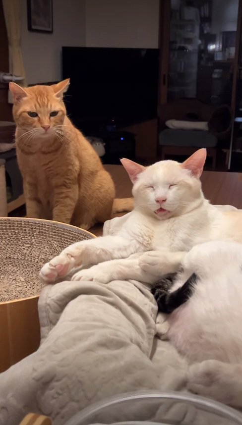 食べたそうな猫