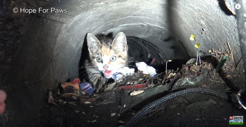 鳴きながらパイプから出てくる子猫