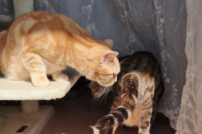 猫のおしりのニオイを嗅ぐ茶色の猫