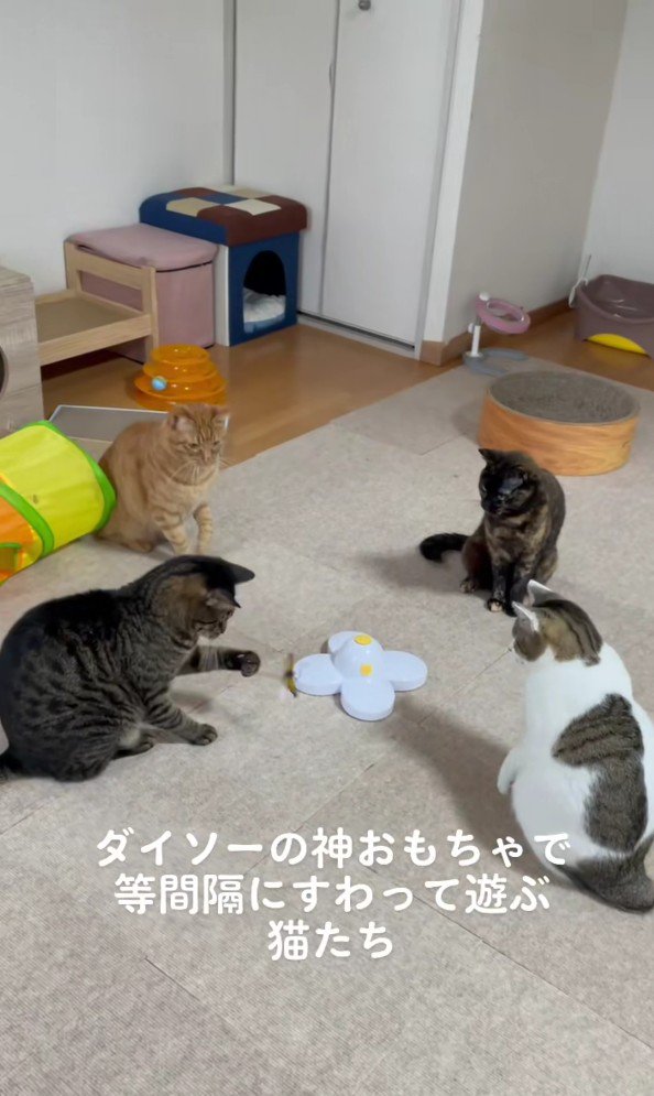 おもちゃを囲む猫たち