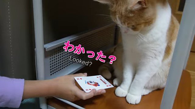 猫にトランプを見せる少女