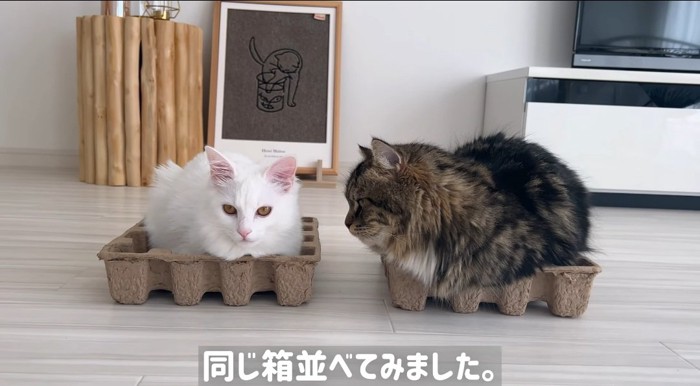 箱に入る猫