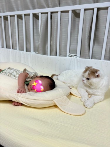 横になって赤ちゃんを見る猫
