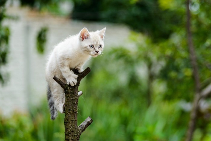 木の上の猫