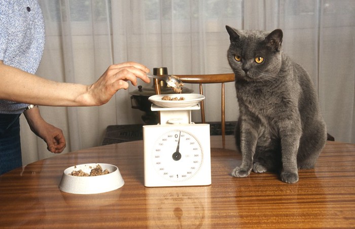 座る猫とフードの計測をする飼い主