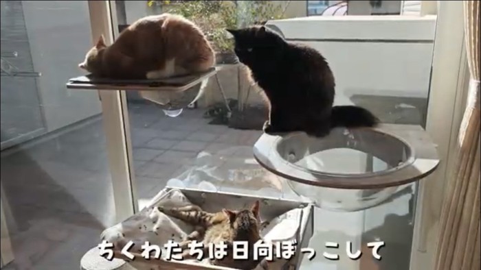 キャットタワーの上にいる猫たち