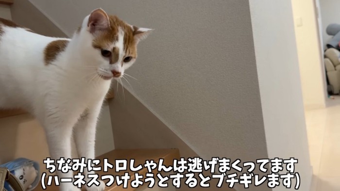 階段にいる白茶猫