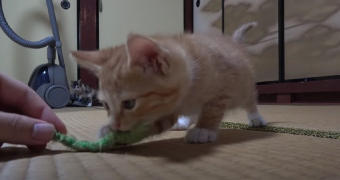 ゲジゲジのおもちゃで遊ぶ茶トラ猫