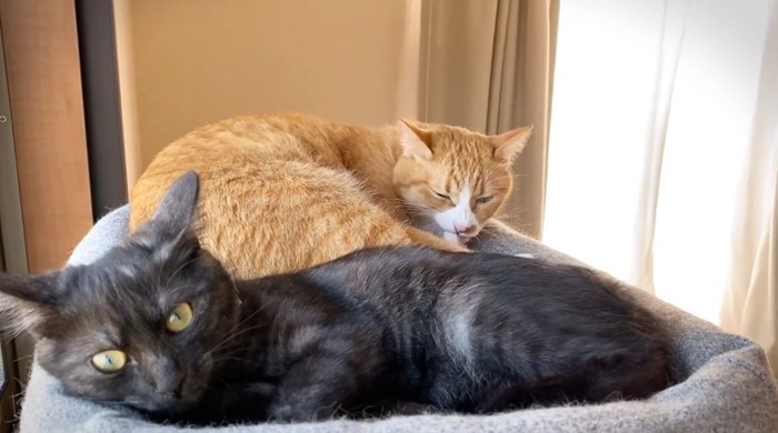 寝ている黒猫と茶トラ猫
