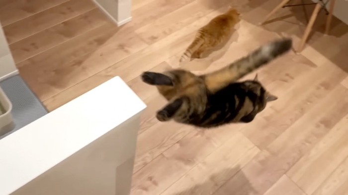 飛び降りる猫