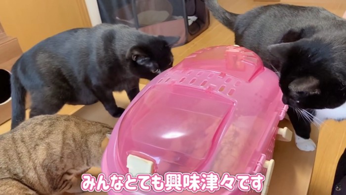 子猫がやってきた！