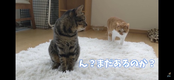 二匹の猫