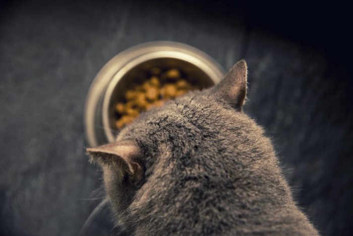 エサの入った食器をのぞく猫の頭