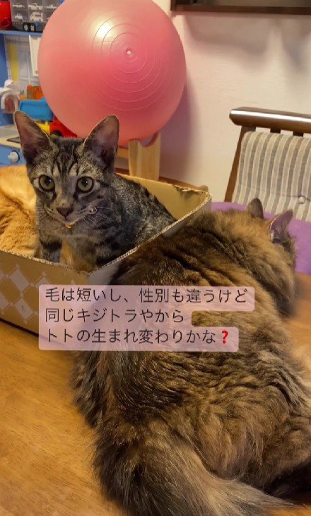 くつろぐ2匹の猫