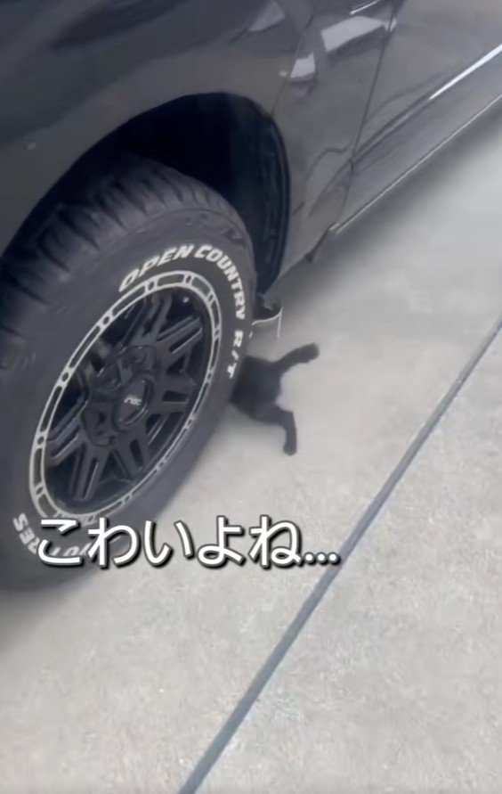 ひとりぼっちの子猫