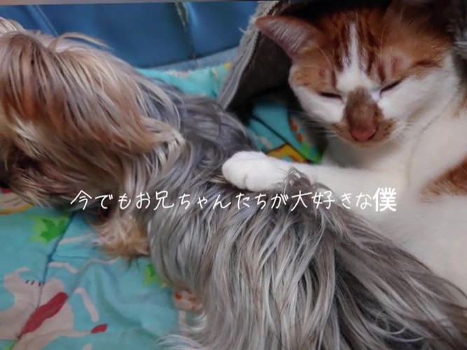 犬を触る猫