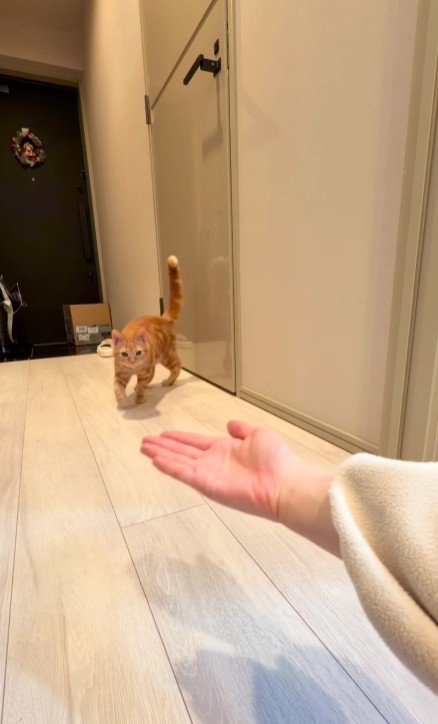 飼い主の手に近づく猫