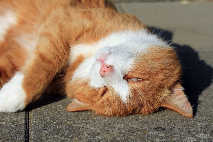 目を少し開けて寝ている猫