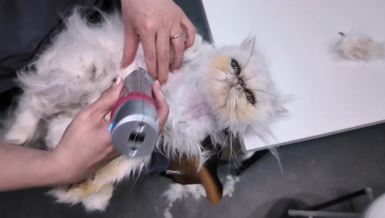 仰向けの猫