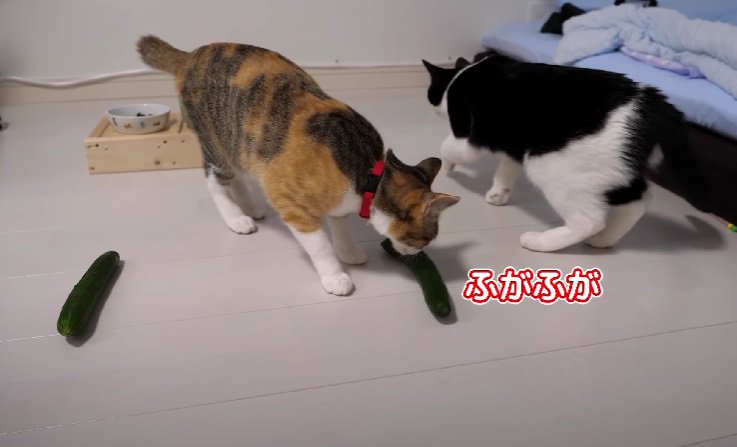 きゅうりの匂いを嗅ぐ三毛猫