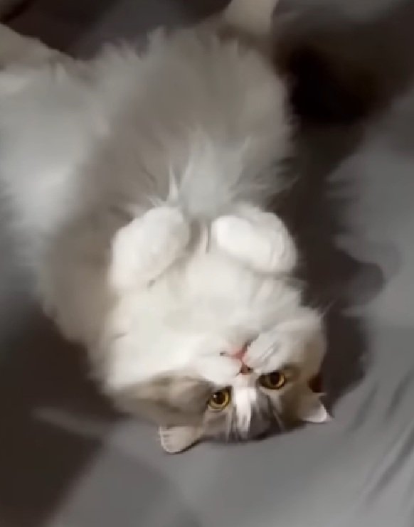 ボーっとする猫