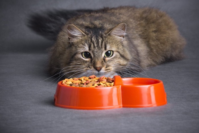 食器を見つめる猫