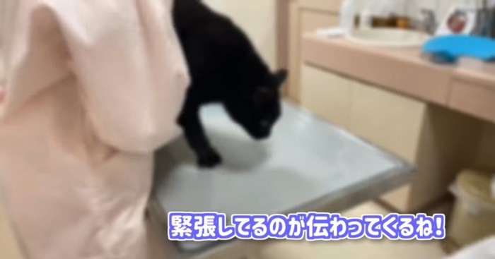 診察台の上で立ち上がる猫