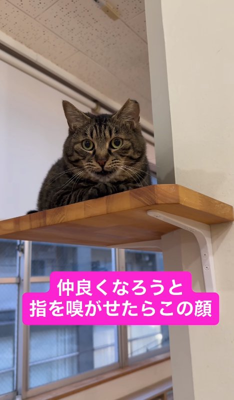 棚の上で目を丸くしながら香箱座りをしている猫（前足を揃えている）