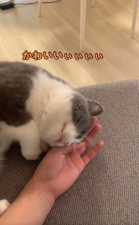 飼い主の手に頭を擦り付ける猫