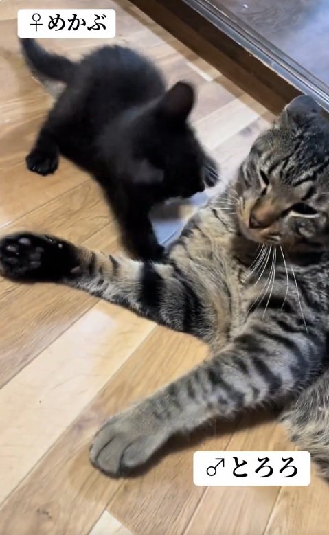 先住猫と遊ぶ子猫