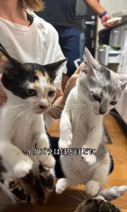 叱られる子猫