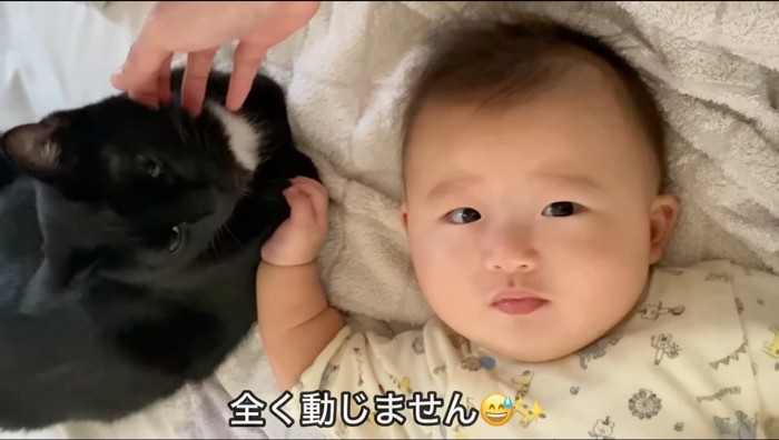 赤ちゃんのことを見つめる黒猫