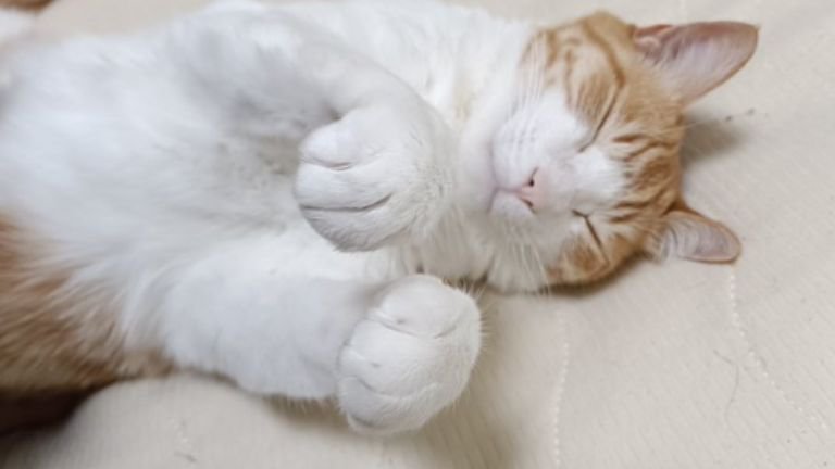 眠っている猫