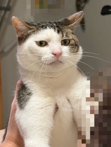 抱えられている猫