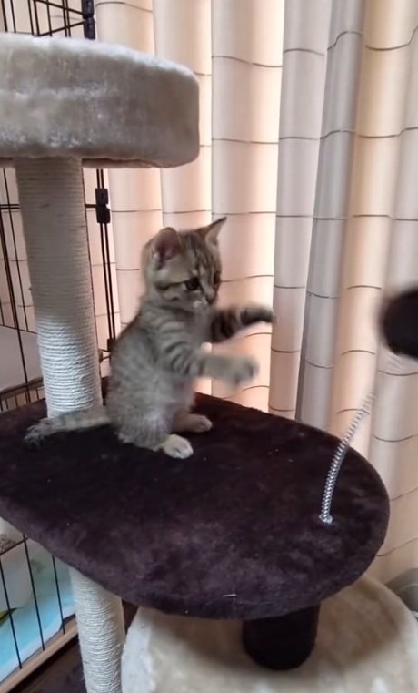 ぽんぽんを離してしまうキジトラの子猫