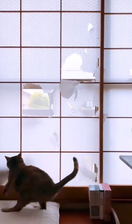 障子越しから怒る猫