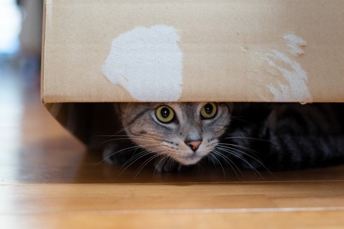 隠れている猫