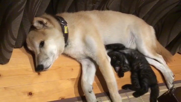 横になる犬と猫