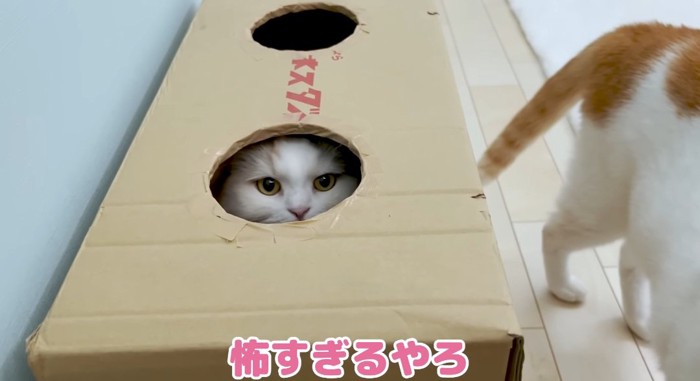 顔を出す猫