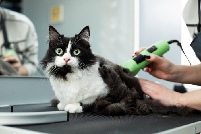 バリカンでお手入れ中の猫