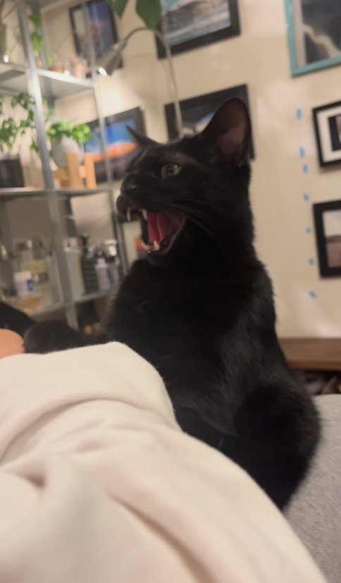 腕を上げている飼い主に向かって威嚇している猫