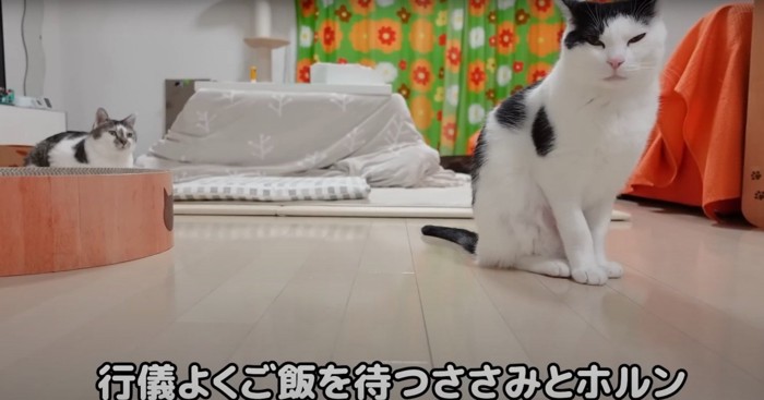 ご飯を待つ2匹の猫