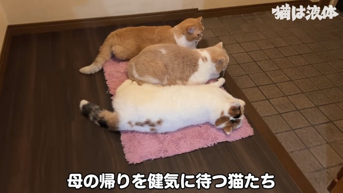 玄関マットにいる猫たち